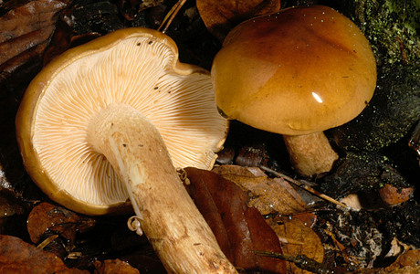 Brandiger Ritterling (Tricholoma ustale) - © Heinz Prelicz